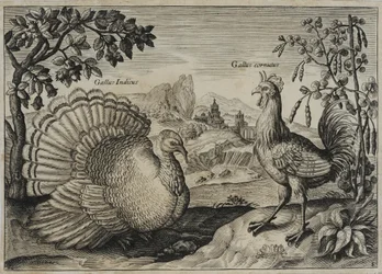 Old Master Engraving